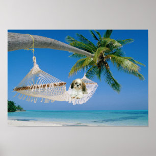 Shih Tzu que pendura para fora o poster
