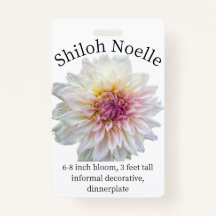 Shiloh Noelle Dahlia ID Crachá