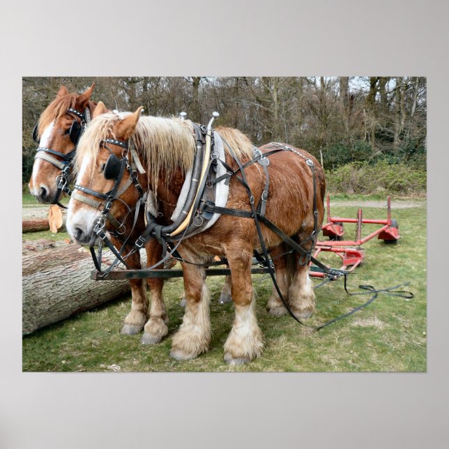 Shire Horse Poster (Frente)