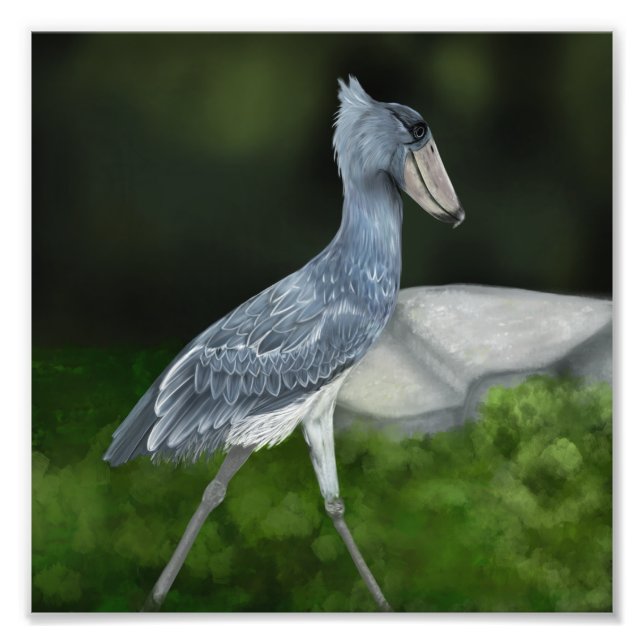 Shoebill Stork Foto Impressão (Frente)