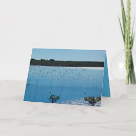Shorebirds no cartão da asa