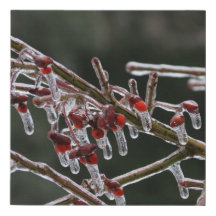 Shrub congelado