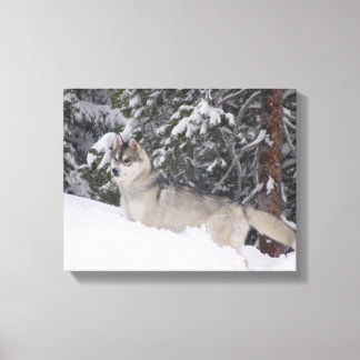 Siberian Husky Canvas Print