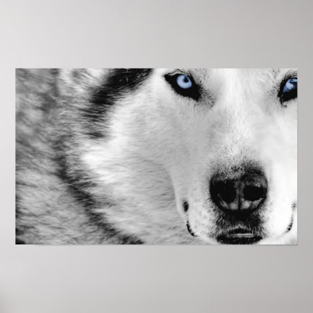 Siberian Husky Poster (Frente)