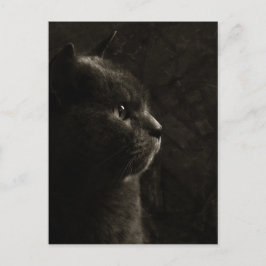 Silhueta felina - Cartão postal