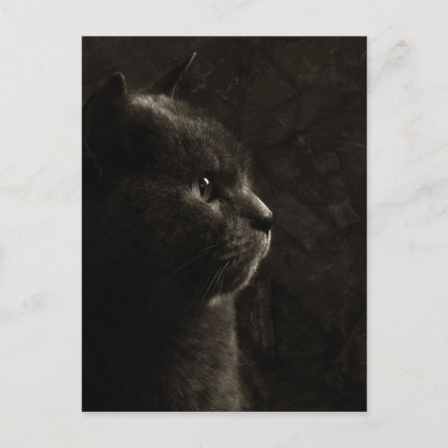 Silhueta felina - Cartão postal (Frente)