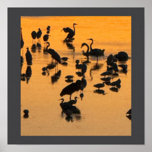 Silhueta Sunset de Aves Poster
