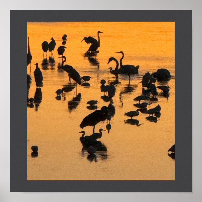 Silhueta Sunset de Aves Poster (Frente)