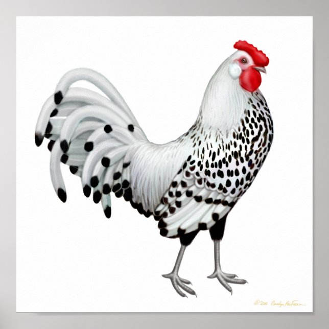 Silver Spangled Hamburg Rooster Impressão (Frente)