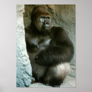 Silverback Gorilla Impressão