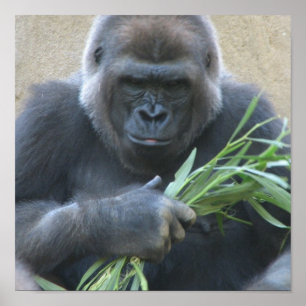 Silverback Gorilla Poster Impressão