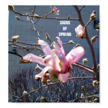 SINAIS DE PRIMAVERA poster