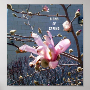 SINAIS DE PRIMAVERA poster