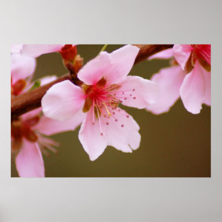 sinal de primavera impressão