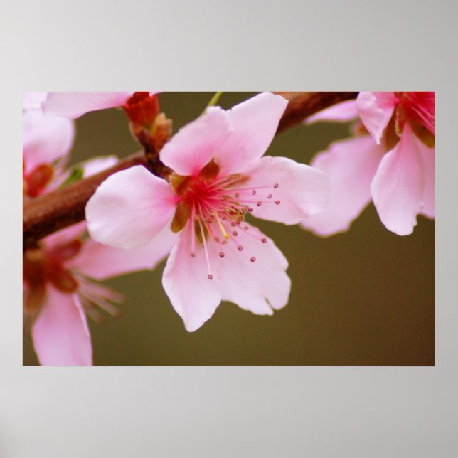 sinal de primavera impressão (Frente)