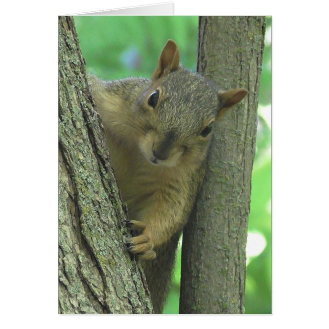 Sinto saudades de seu Cartão com fotos de esquilo (Frente)