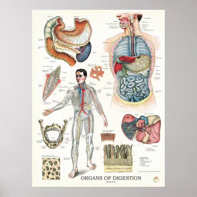 Sistema Digestivo Anatomia Poster Órgãos Internos (Frente)