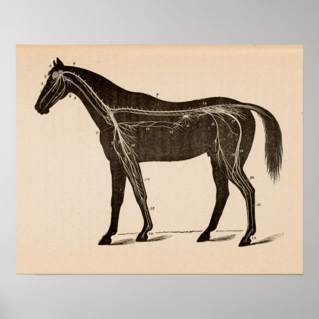 Sistema Nervoso Cavalo Anatomia Vintage Impressão (Frente)