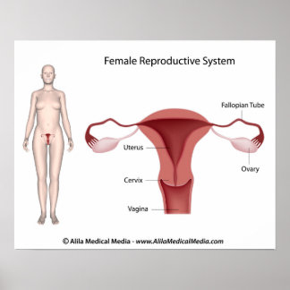 Sistema reprodutivo feminino rotulado Poster