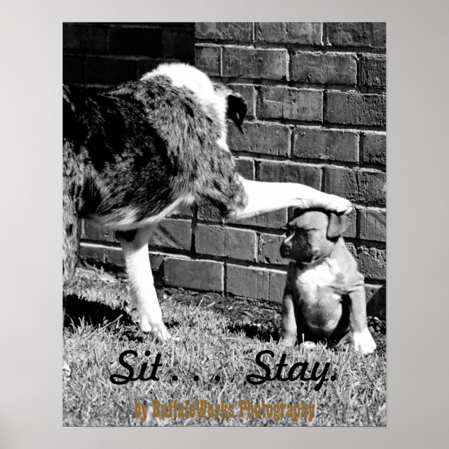 Sit - - - Fique - - Poster (Frente)