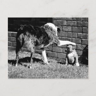 Sit - - - Permanência - - Cartão postal