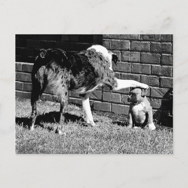 Sit - - - Permanência - - Cartão postal (Frente)