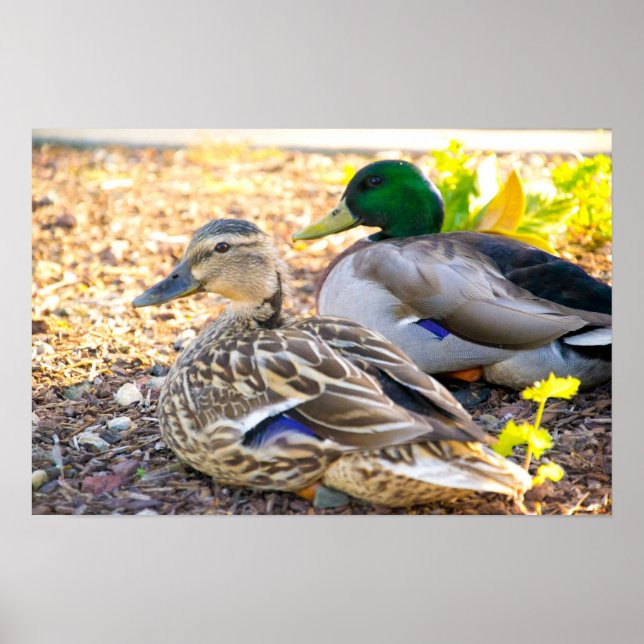 Sitting Ducks - Poster (Frente)