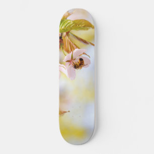 Skate Abelha em uma flor da cereja