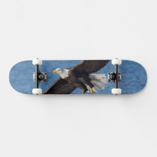 Skate Águia-careca em voo