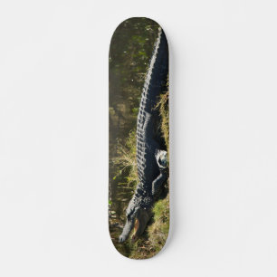 Skate Alligador no Sol