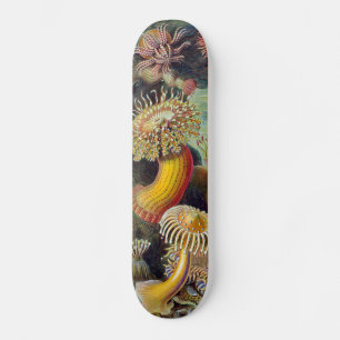 Skate Anêmona-do-Mar Natureza Científica Oceano