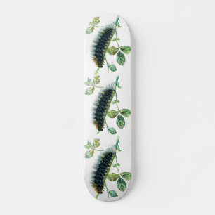 Skate Arctia caja caterpillar