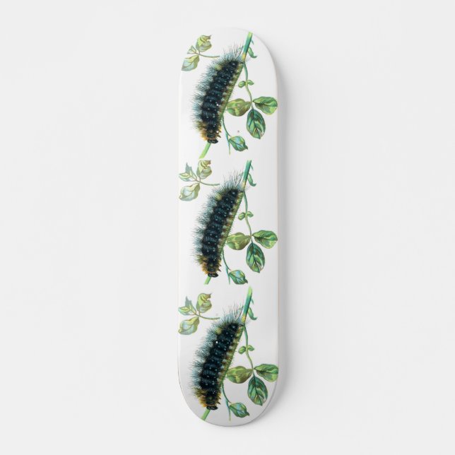 Skate Arctia caja caterpillar (Frente)