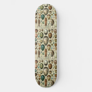Skate Arte de Ovos de Pássaros da Academia Sombria Vinta