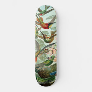 Skate Aves