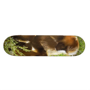 Skate Babuíno juvenil novo que senta-se e que olha para