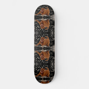 Skate Cães Engraçados