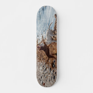 Skate Cães na praia