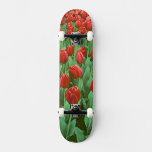 Skate Campo de tulipas floresce na primavera.