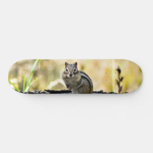 Skate Chipmunk bonito