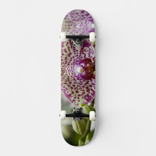 Skate Cingapura (Sânscrito para Lion City). Nacional