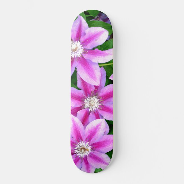 Skate Clematis, flores rosa (Frente)