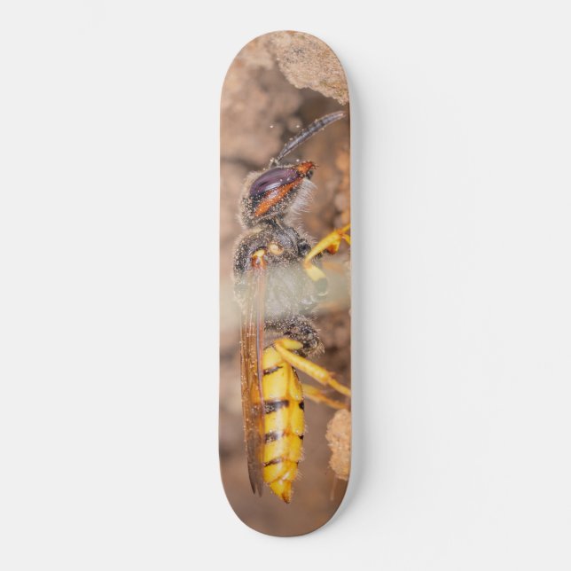 Skate Close-up photograph of a wasp (Frente)