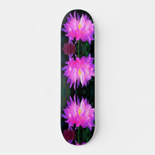 Skate Cor-de-rosa estonteante e cacto roxo Dahlia