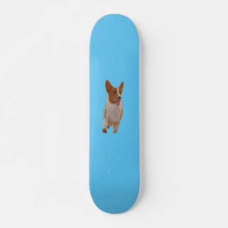 skate corgi