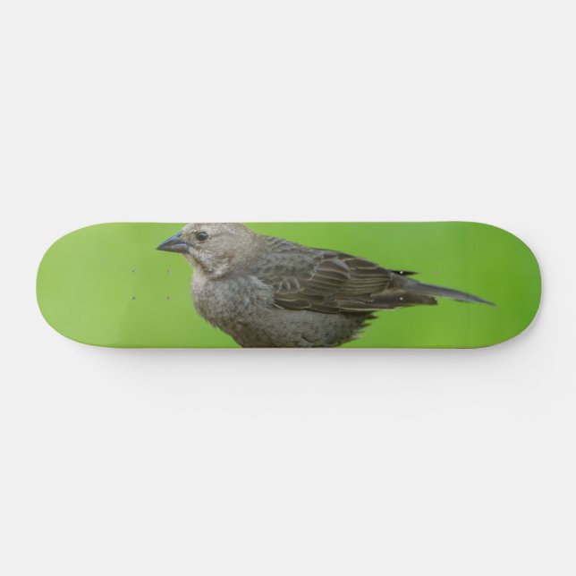 Skate Cowbird de cabeça castanha (Horz)