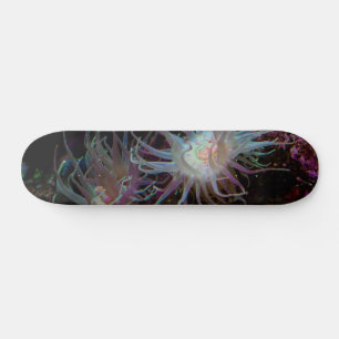 Skate Crimson Anemone