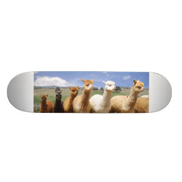 Skate da alpaca