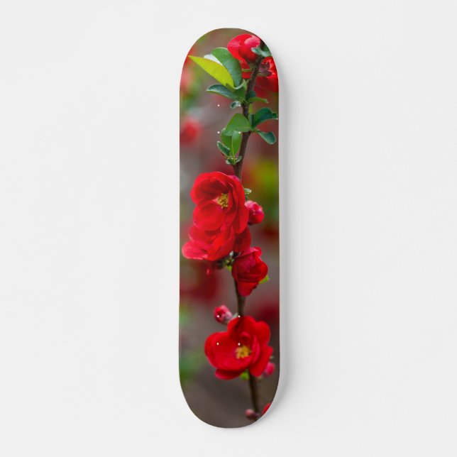 skate de linha escarlate (Frente)