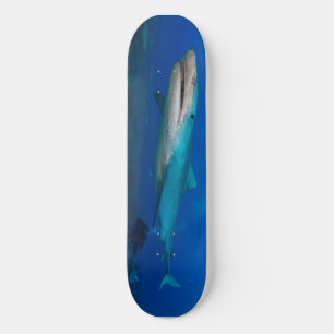 skate de tubarão branco excelente